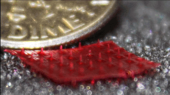 Image: Silk microneedles are being touted as a new drug delivery mechanism (Photo courtesy of Tufts University).
